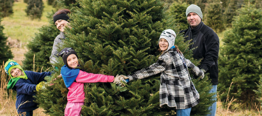 Storeyland Christmas Tree Farm