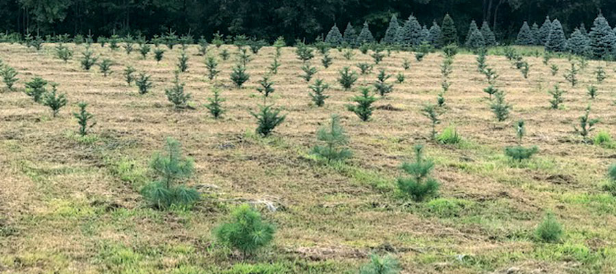 Storeyland Landscape Trees