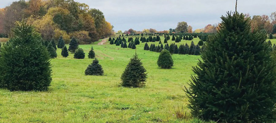 Storeyland Christmas Trees